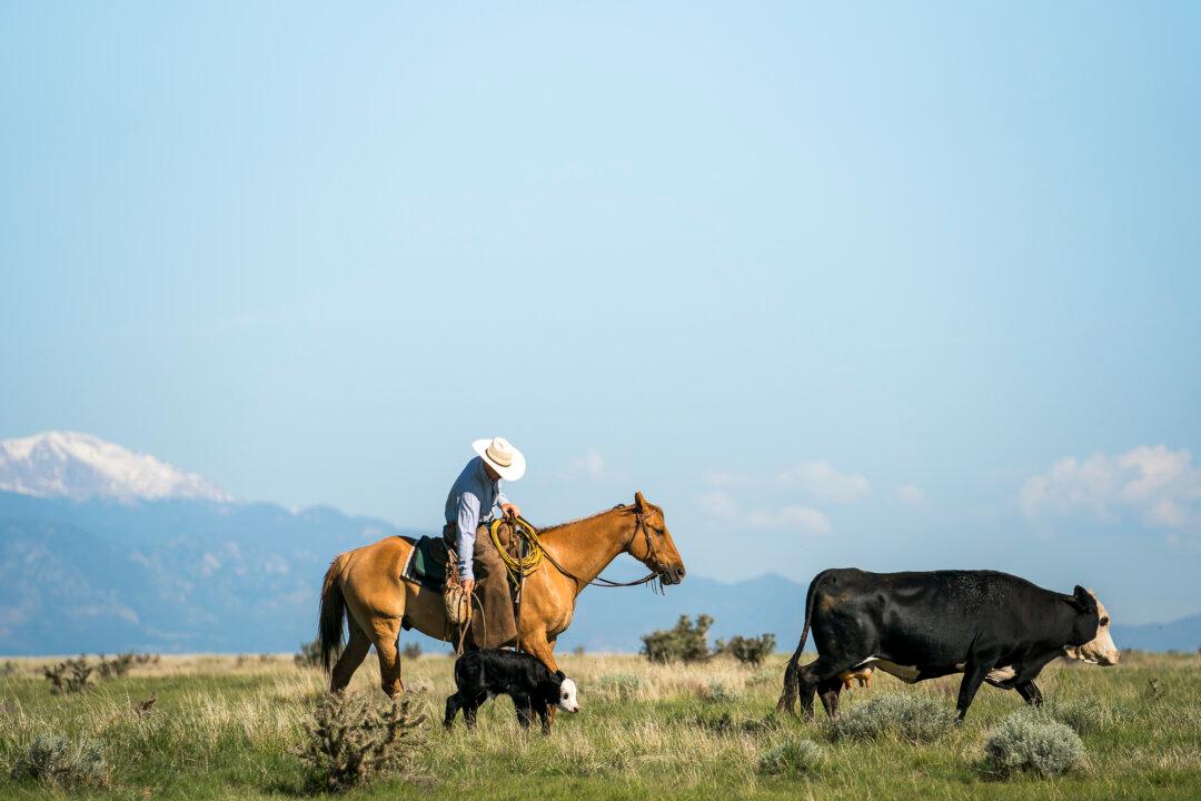 American Company Develops New Model for Ranching to Thrive in 21st Century