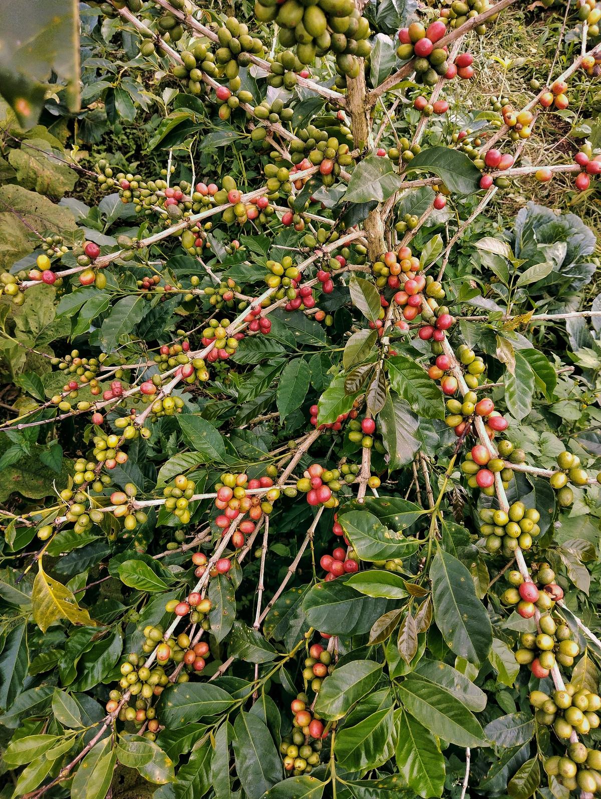 What Is Coffeefruit?
