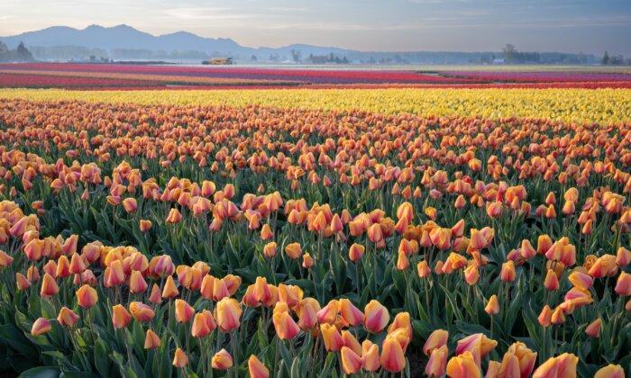 How to Plant Tulips for the Most Beautiful Blooms, According to America’s Top Tulip Farm