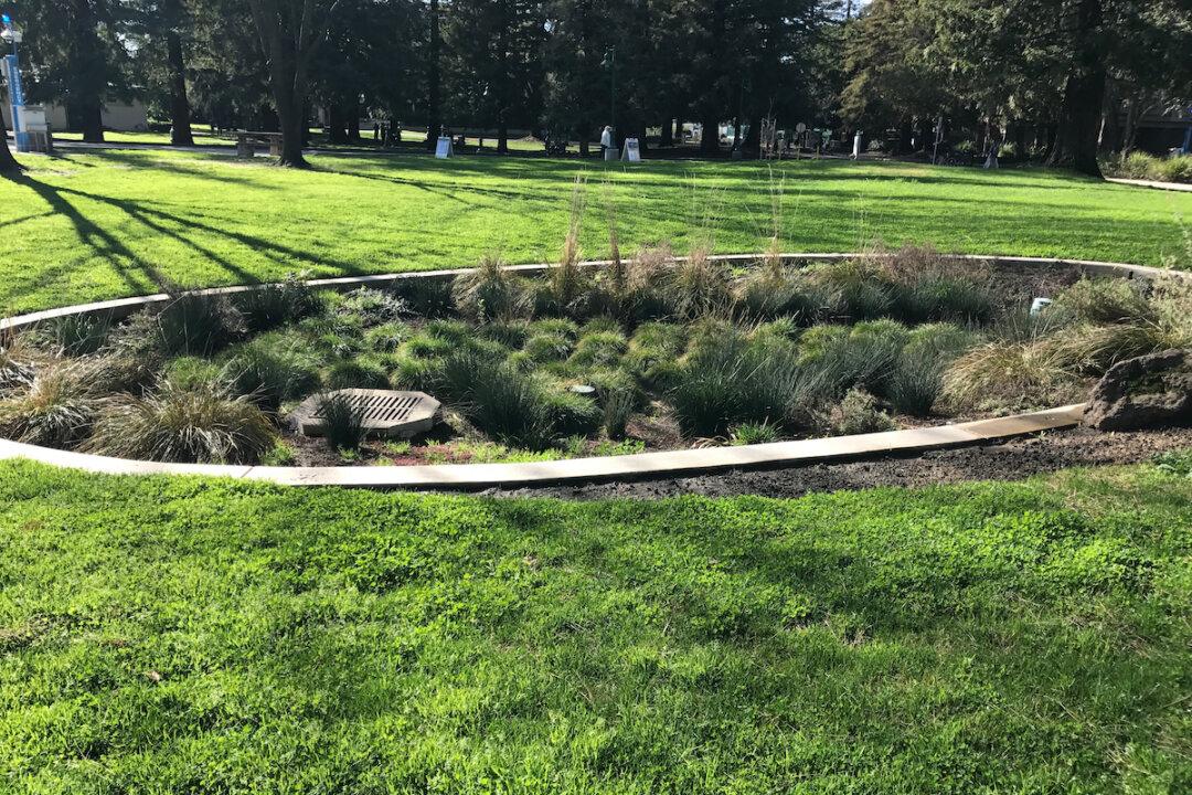 Building a Rain Garden