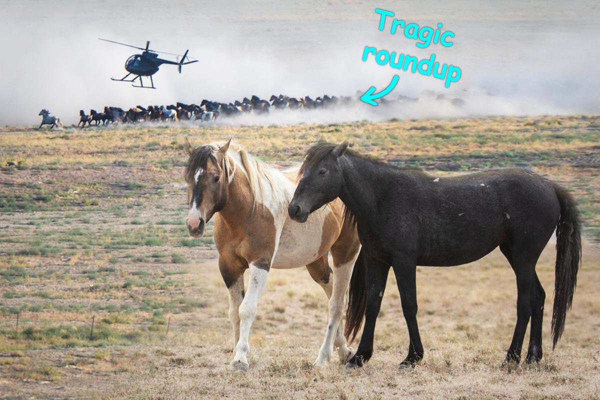 ‘Wild Love Story Written in the Stars’: Woman Reunites Bonded Wild Horses Tragically Separated in Roundup