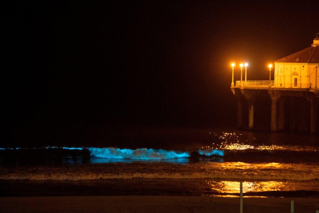 Florida’s West Coast Beaches Glowing With Sparkling Bioluminescence