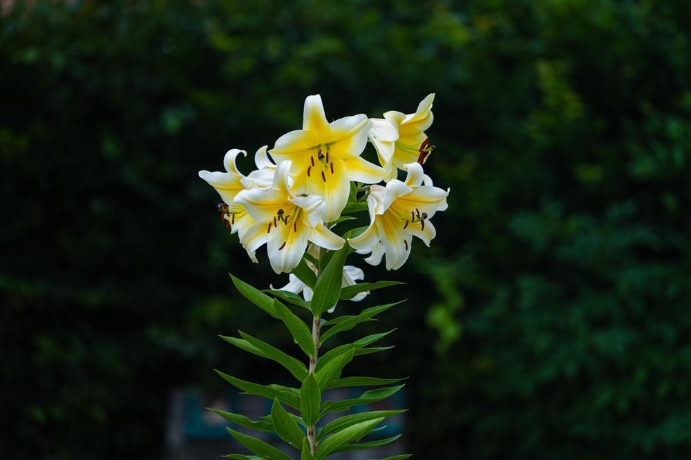 Growing Lilies: Queens of the Garden