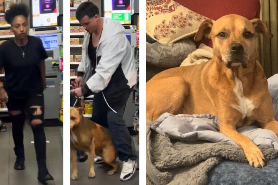Dog Reunites With Owner After Being Stolen in North Hollywood 7-Eleven; Suspects at Large