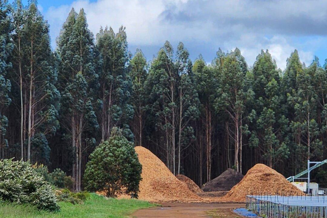 Farming Leader Cheers as EU Delays New Deforestation Restrictions on Imports