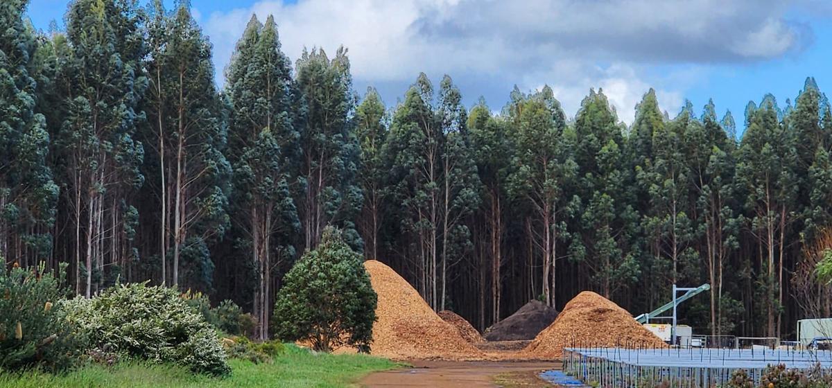 Farming Leader Cheers as EU Delays New Deforestation Restrictions on Imports