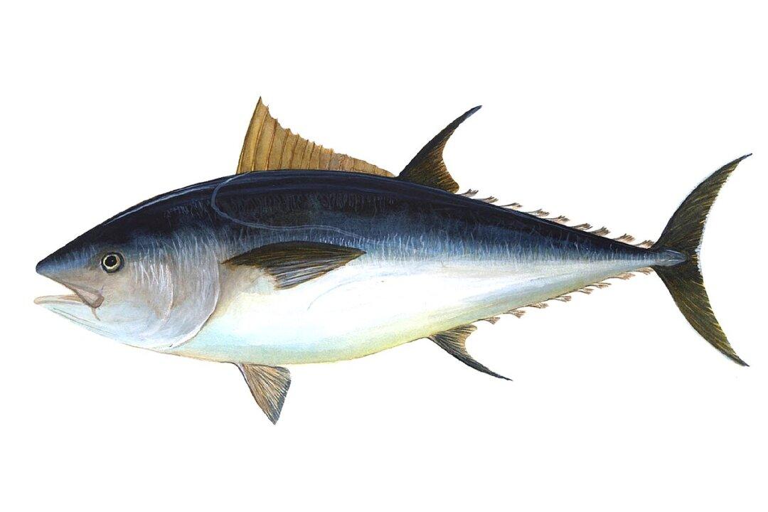 ‘Kings of Their Own Ocean’: The Great Bluefin Tuna