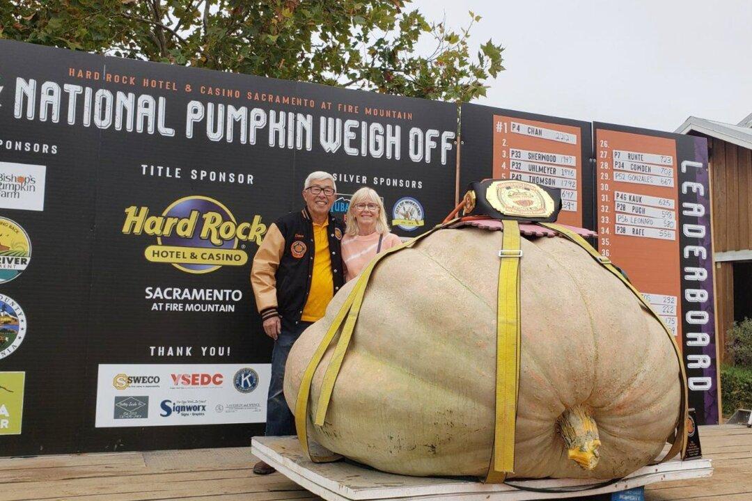 BC Man Takes One-Tonne Pumpkin on Road Trip to Win California Weigh-Off