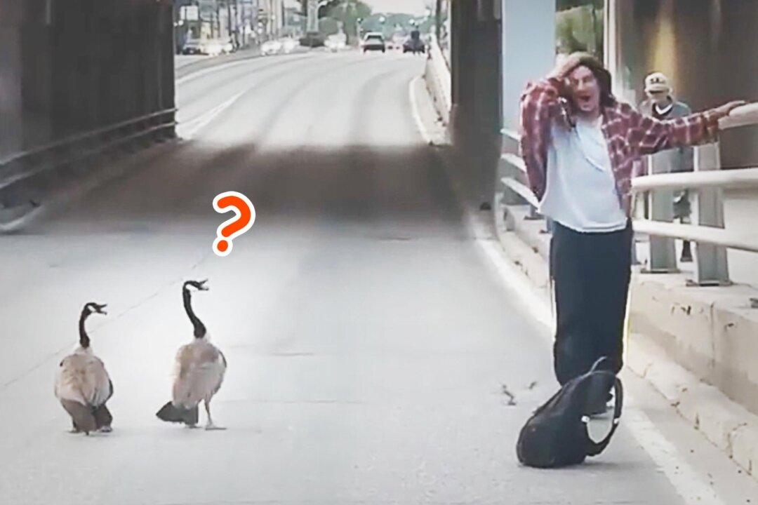 Funny Video of Man Trying to Move ‘Stubborn’ Geese Family Off Road to Safety Goes Viral