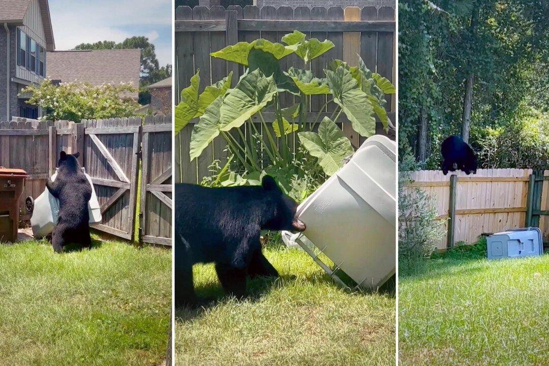 Brazen Bear Ignores Woman’s Pleas to Stop Stealing Garbage Bin From Backyard, Lugging It Over Fence