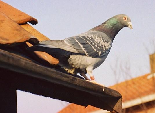 Cher Ami: The Bird That Saved a Battalion