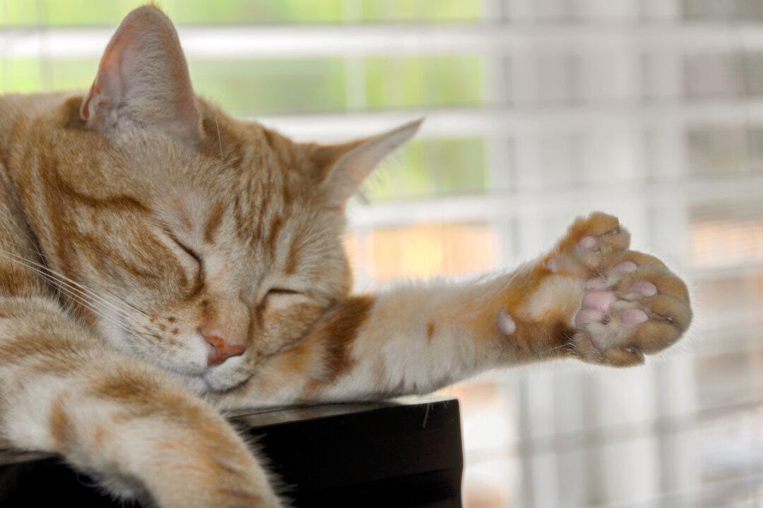 Cats With Extra Toes Nicknamed ‘Hemingway Cats’