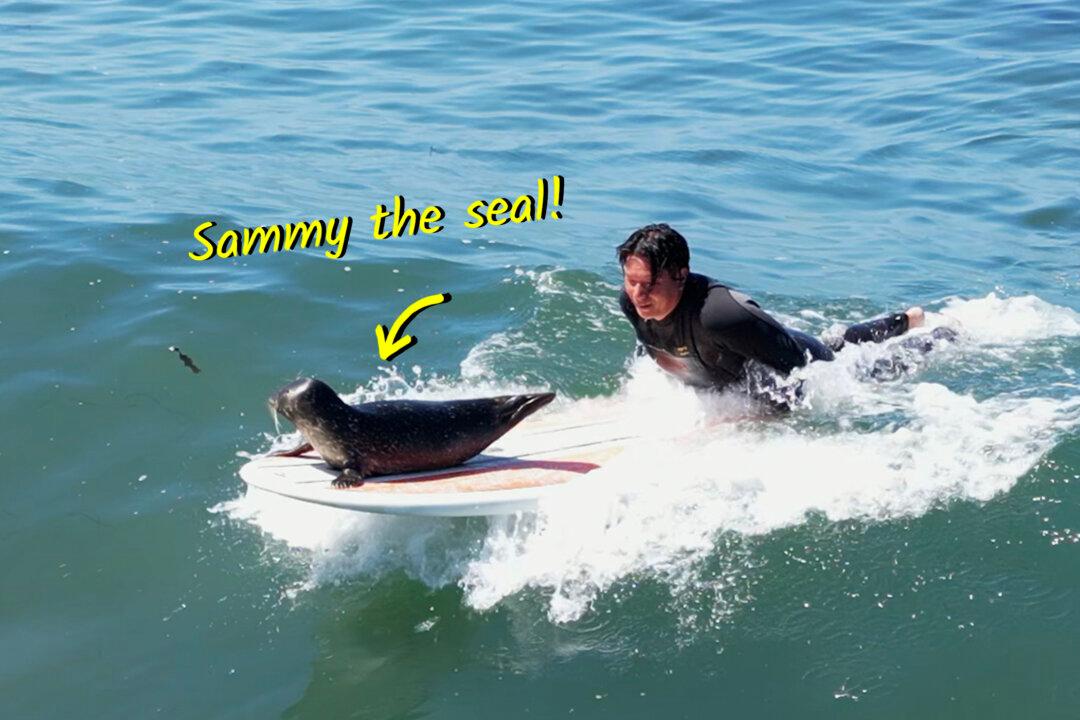 Playful Seal Pup Shows Up at Dawn to Hang Out With Surfers As if Challenging Them for a Game