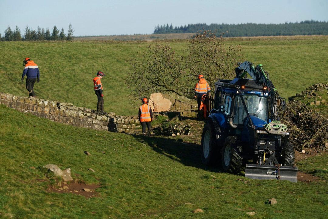 Crane Removes Famous Tree by Hadrian’s Wall in England That Was Cut Down in Act of Vandalism