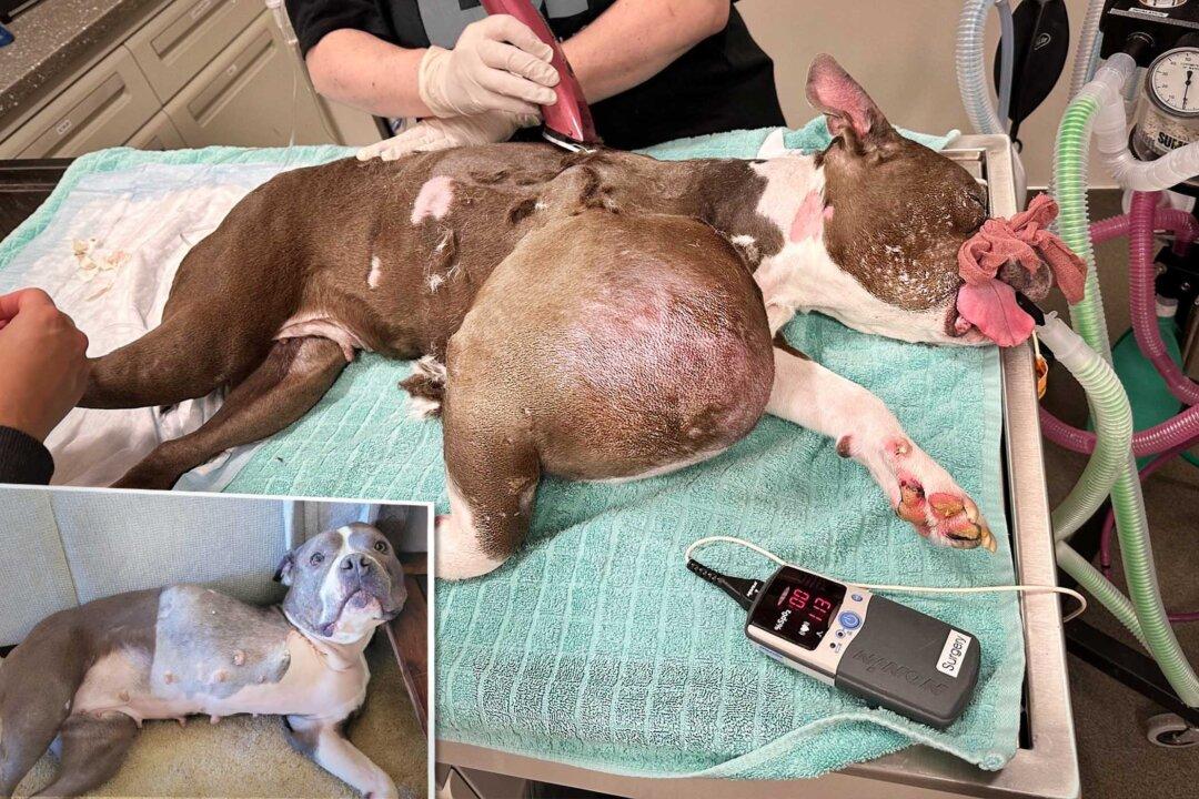 Rescuer Finds Pit Bull With Volleyball-Sized Tumor, Gets Her Life-Saving Surgery—And Forever Home