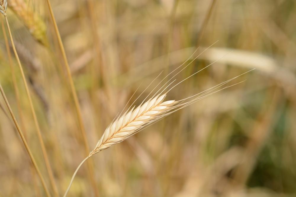 Einkorn: An Ancient Grain for Modern Times