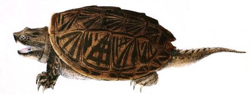 ‘Of Time and Turtles’