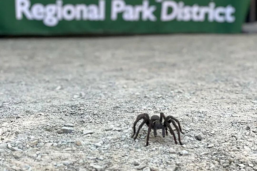 The Hills Are Crawling With Gentle Giants: The Tarantulas of California’s Bay Area