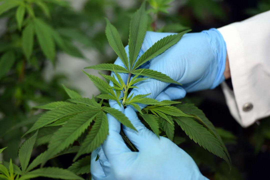 ‘No Sufficient Evidence’ to Legalise Cannabis in Australia: Peak Medical Body