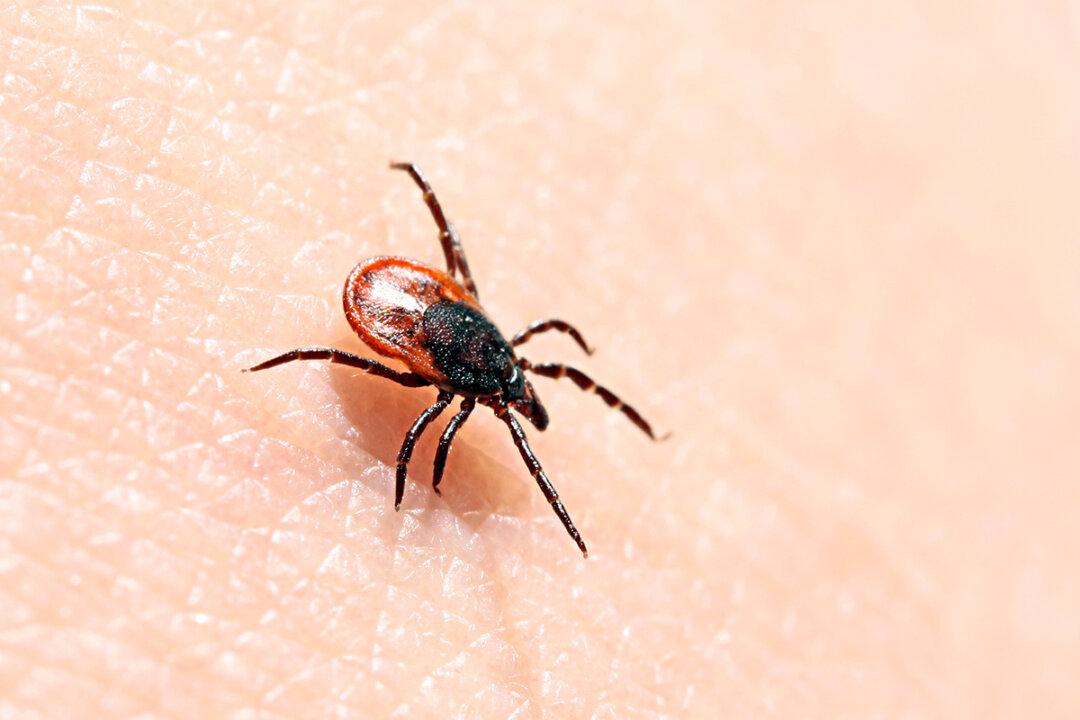 Ticks and the American Spirit