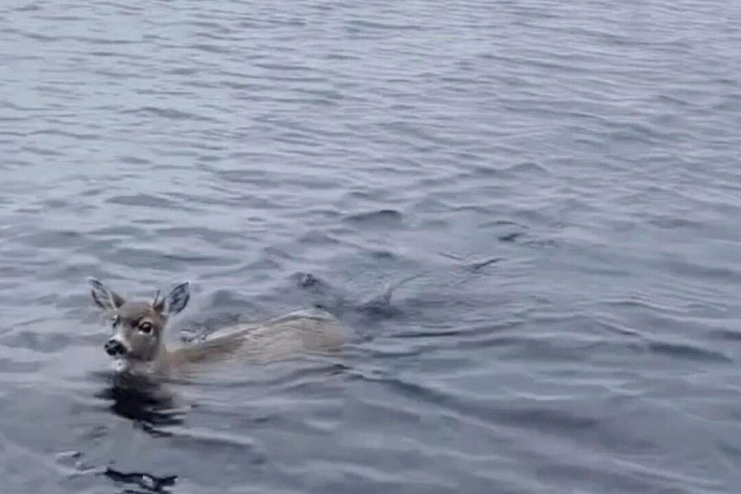 Deer Struggling in Cold Alaskan Waters Saved by Wildlife Troopers Who Give Them Lift in Their Boat