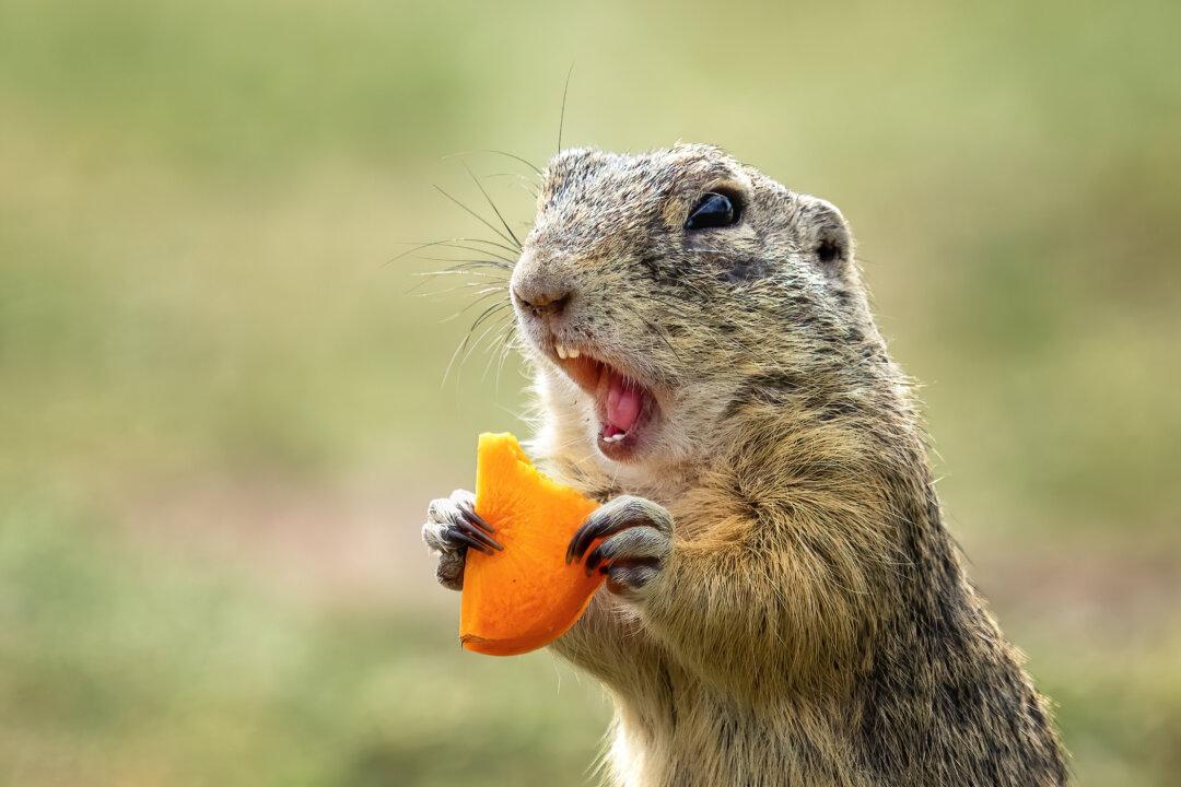 Gopher Problem