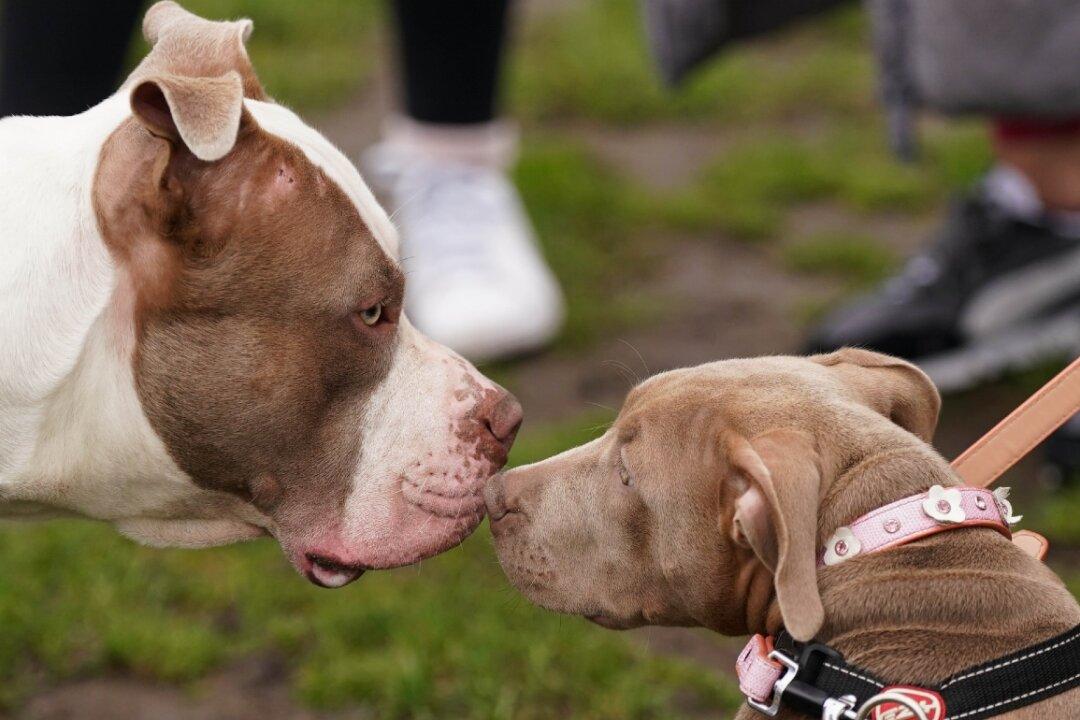 Criminal Underworld Using XL Bully Dogs as Status Symbols, MPs Told