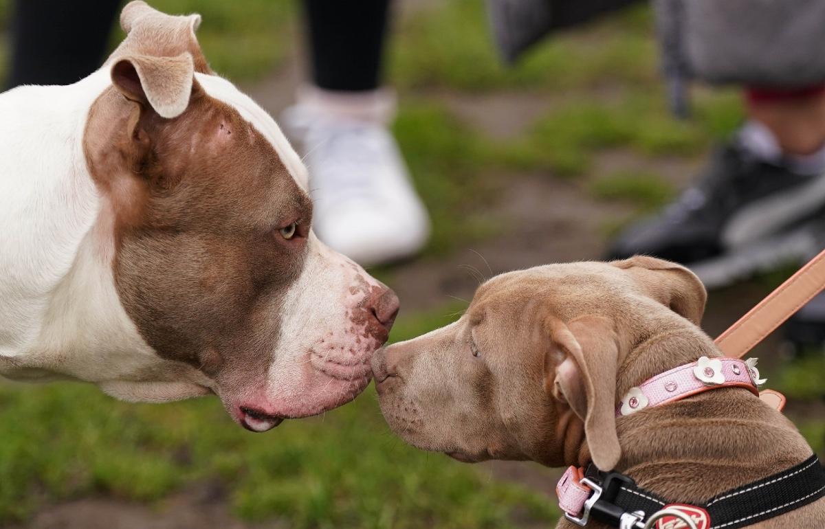 Criminal Underworld Using XL Bully Dogs as Status Symbols, MPs Told