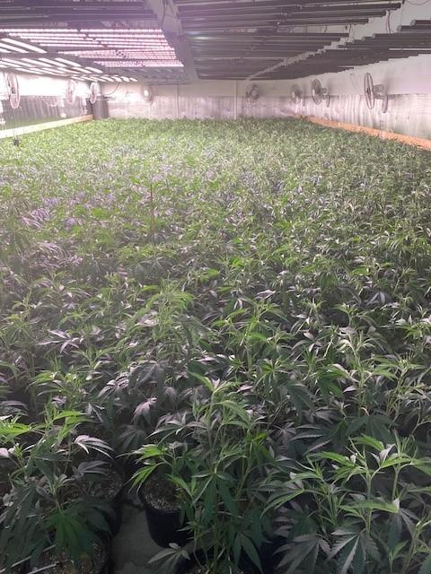 Massive Cannabis-Growing Warehouse Raided in Oakland, Worth $36.9 Million