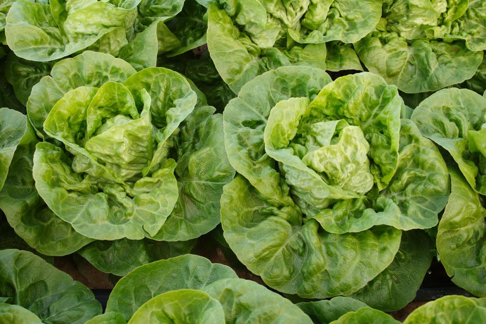 Turkey Lettuce Wraps Are Fresh, Flavorful, and Flexible