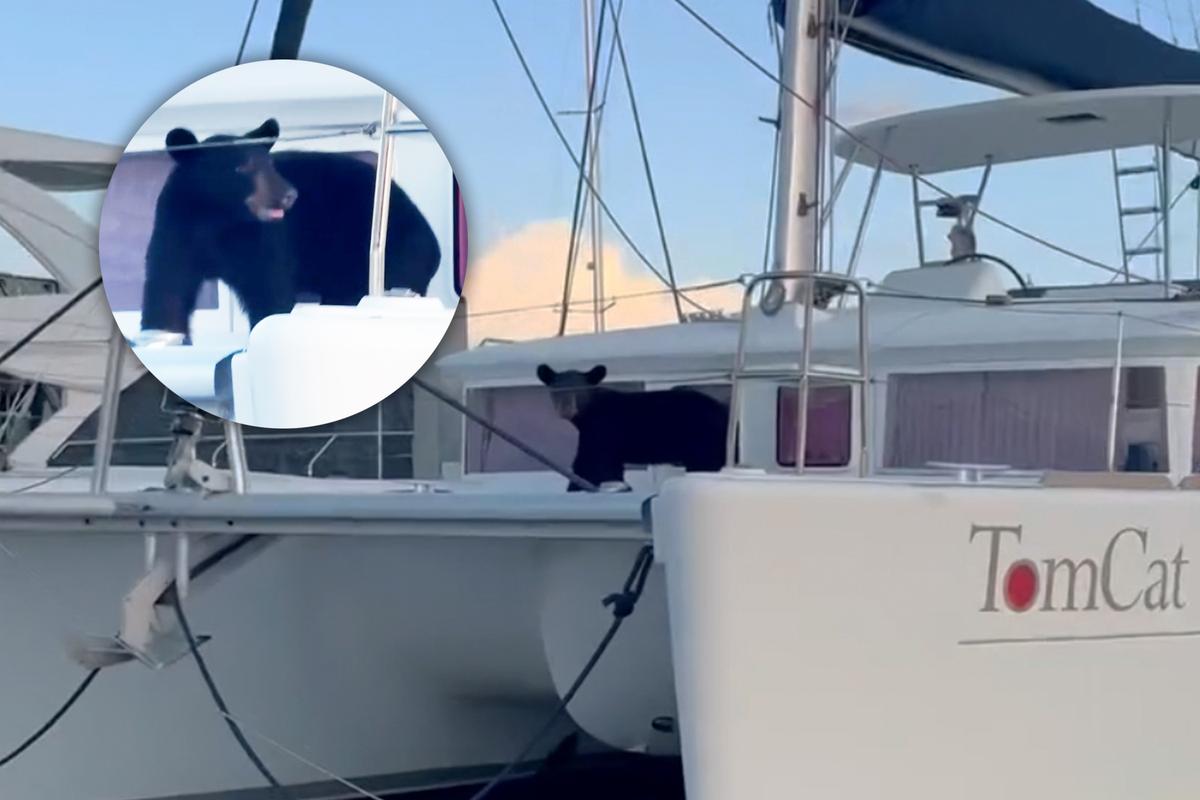 VIDEO: Cheeky Florida Black Bear Spotted Having a ‘Daycation’ on a Luxury Yacht