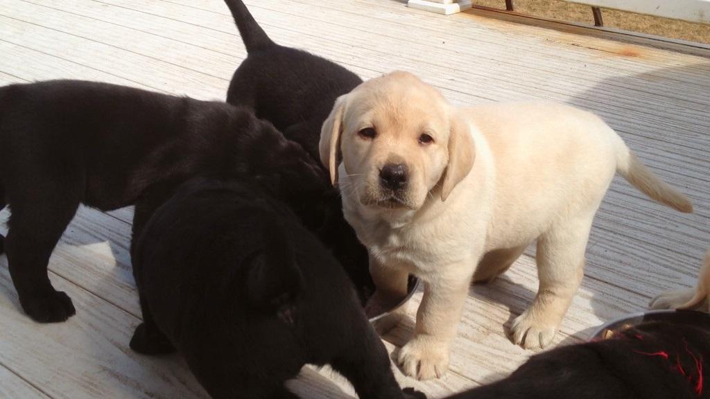 ‘Puppy Love’: Warm, Cuddly, and Uneven