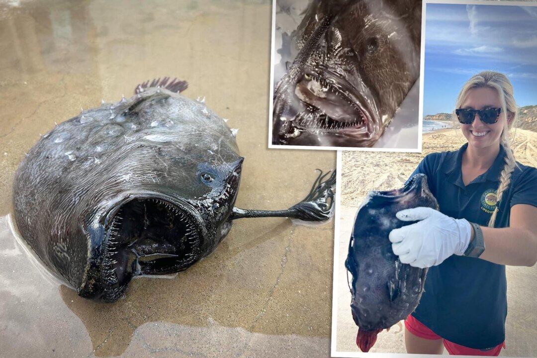 Horrifying Deep-Sea Fish Found on SoCal Beach (Again) in Time for Halloween—But Why?