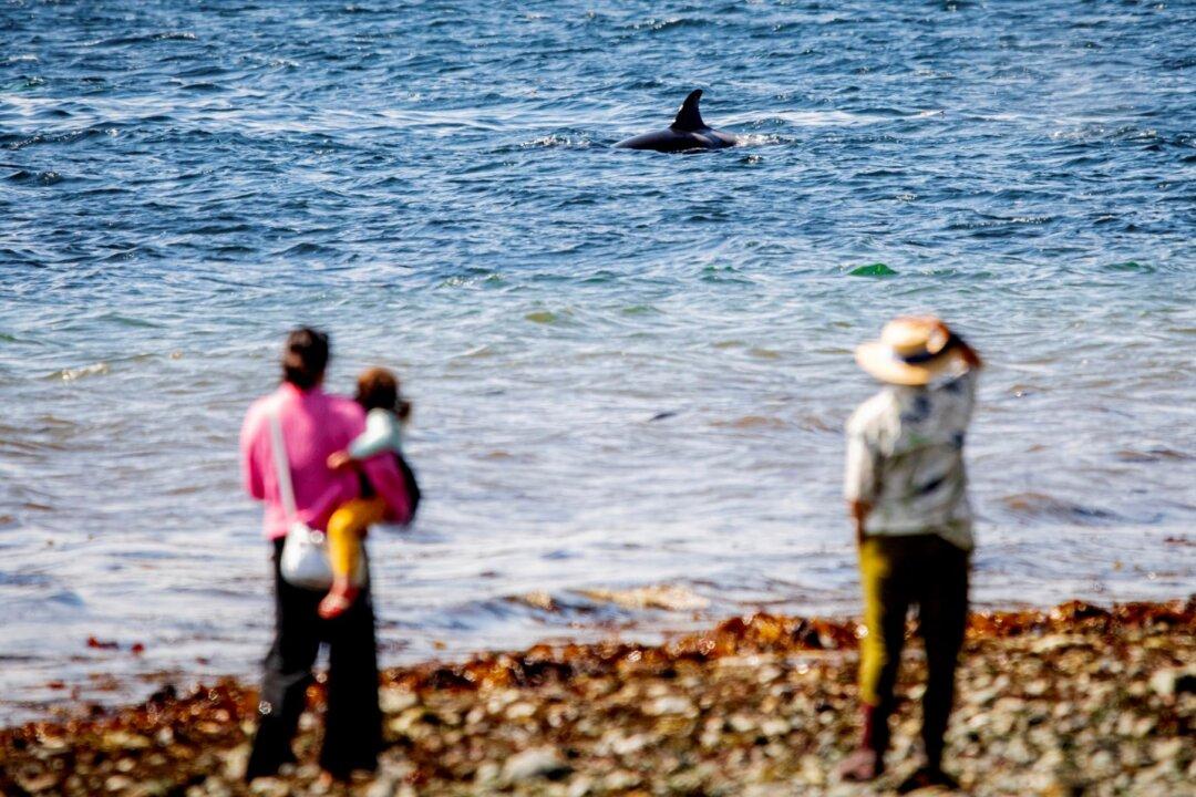 In Seattle, Phones Ding; Killer Whales Could Be Close