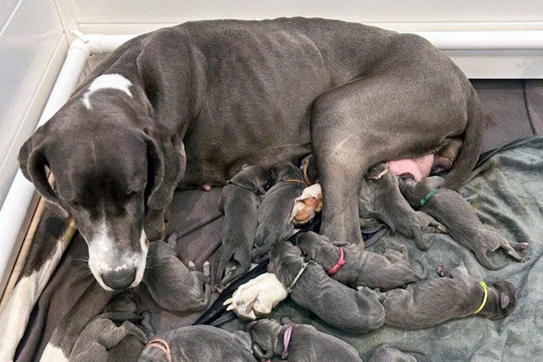 Great Dane Survives Multiple Surrenders, Gives Birth to a Huge Litter of 15 Puppies