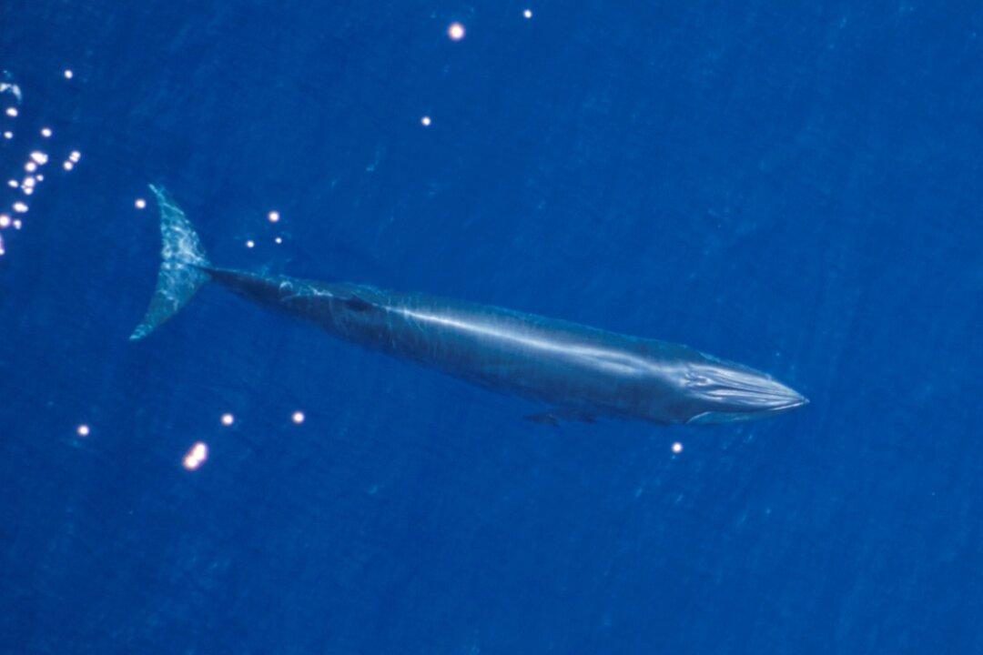 Oceanic Agency Rejects Petition to Slow Gulf of Mexico Shipping in Bid to Protect Whales