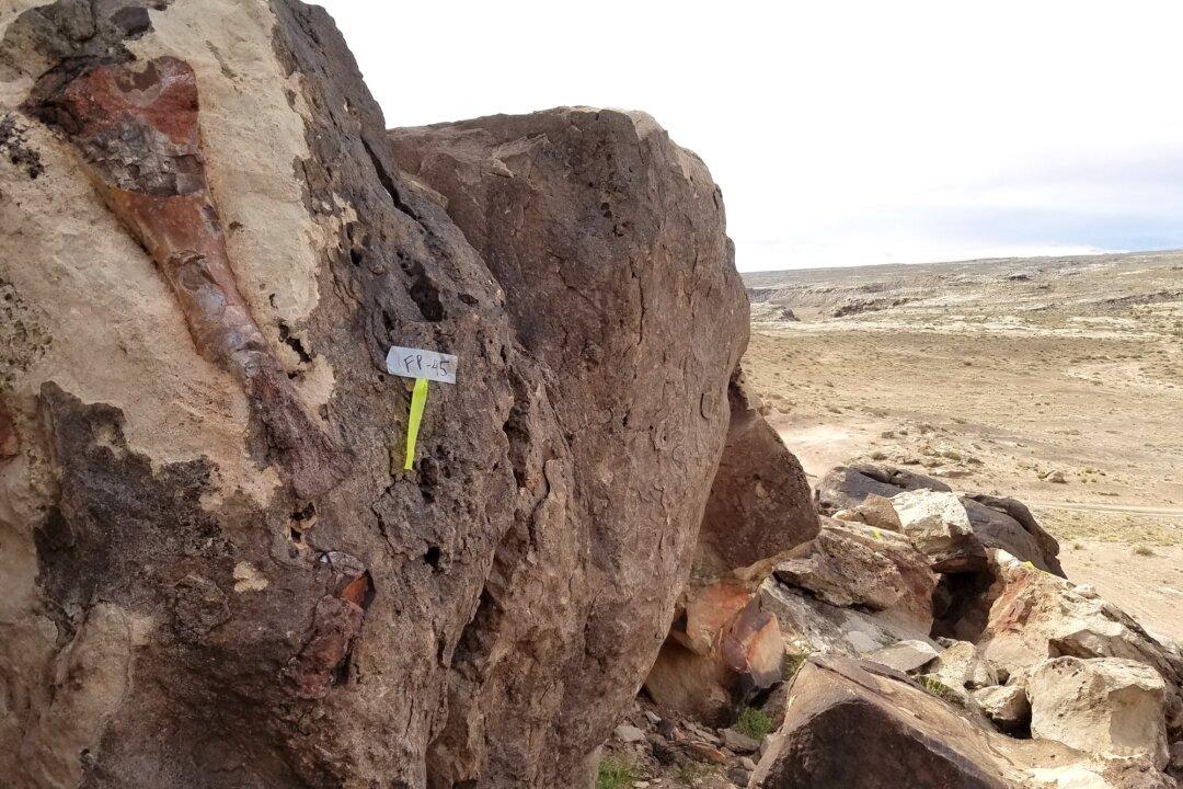 Dinosaur Bone Poaching a Multimillion Dollar Problem in Utah