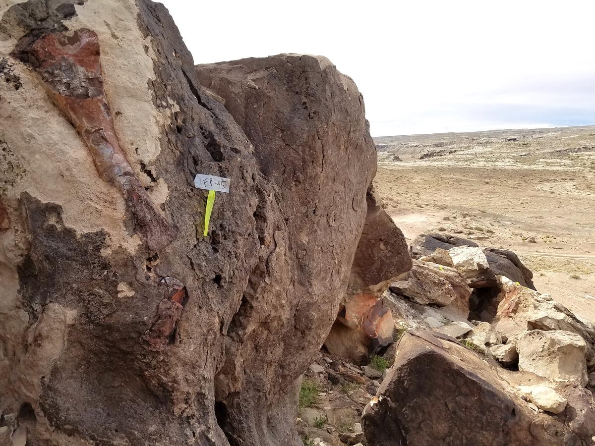Dinosaur Bone Poaching a Multimillion Dollar Problem in Utah