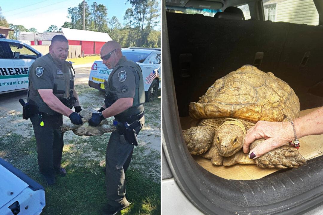 Escaped Tortoise Missing for Over 3 Years in Florida Is Found Just 3 Miles From Her Home