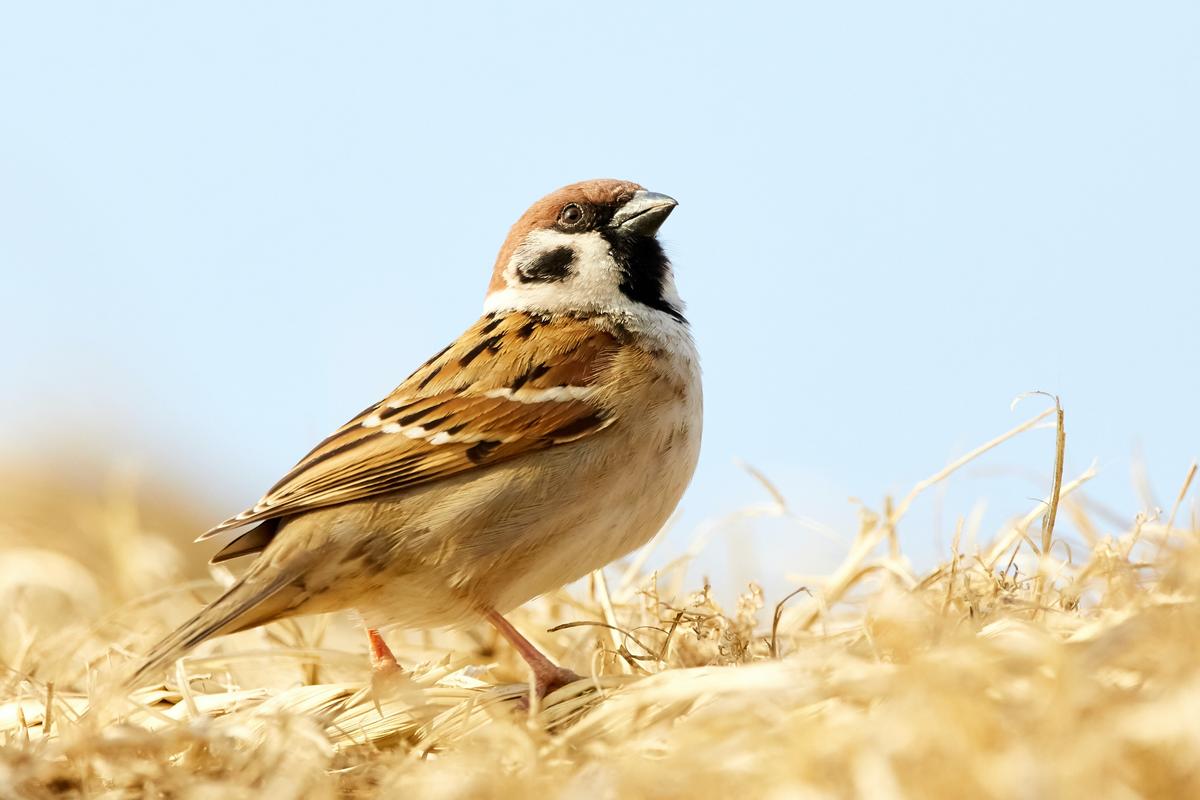 Book Excerpt: When Communist China Waged War on Little Brown Birds