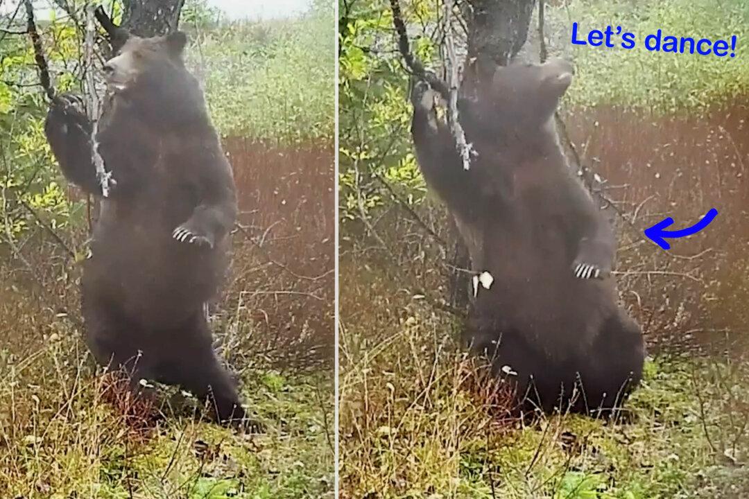 Hilarious Video: Wildlife Camera Captures Bear ‘Dancing’ in a Forest While Scratching Its Back