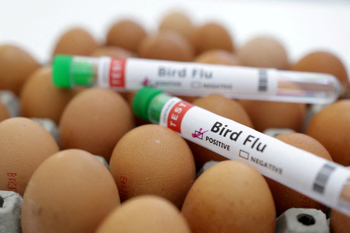 Influenza Vaccine Pushed After Bird Flu Detected in Victoria