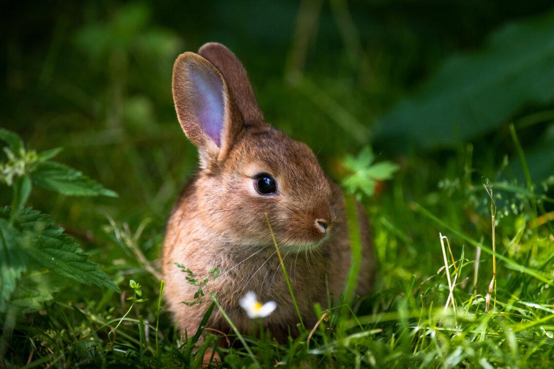 Leave Wild Baby Bunnies Alone