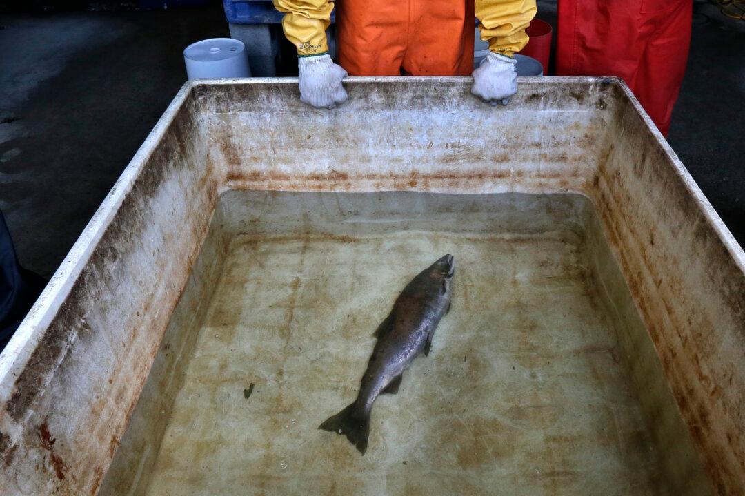 US Regulators Will Review Car-Tire Chemical That Kills Salmon, Upon Request From West Coast Tribes