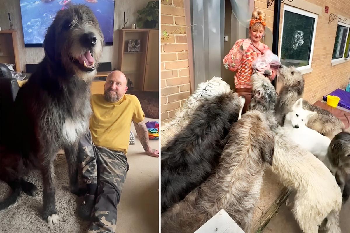 Couple Who Lives With 11 Irish Wolfhounds in a 3-Bedroom House Spends $19,300 a Year to Feed Them