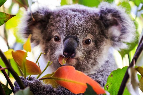 A baby koala is seen at Wild Life Sydney Zoo in Sydney, Australia, on Oct. 14, 2021. (Mark Evans/Getty Images)
