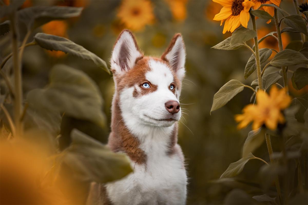 2023 International Pet Photographer of the Year Awards Showcase ‘Best Pet Portraits on the Planet’: PHOTOS