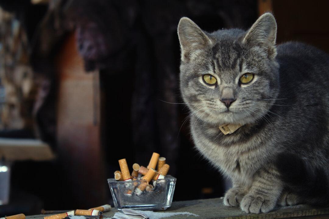 Secondhand Smoke Causes Cancer in Cats
