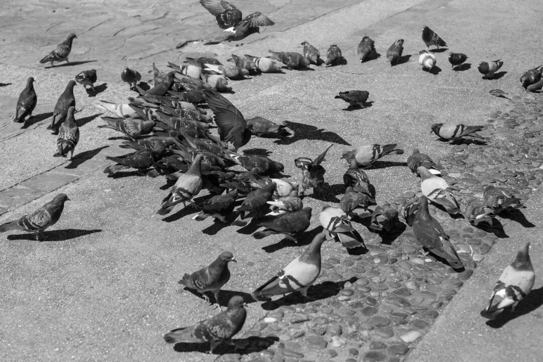 Explaining the Nocebo Effect, Emotional Contagion, and Mass Hysteria