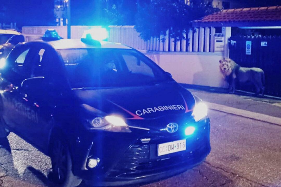 Lion Sleeps It Off After Saturday Stroll Through Italian Town